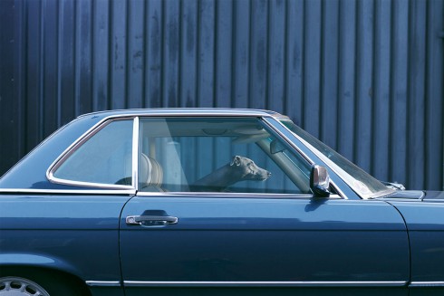 The Silence of Dogs in Cars Martin Usborne