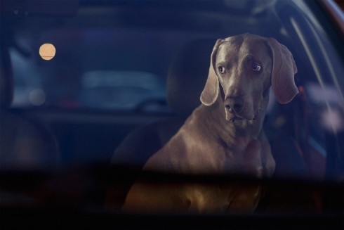 The Silence of Dogs in Cars Martin Usborne